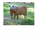 Tiny Horse t-shirts by coolcreatures Tiny Horse t-shirts