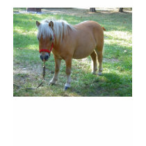 Tiny Horse t-shirts by coolcreatures Tiny Horse t-shirts