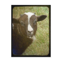 Tiny is Growing Up postcards