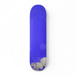 Tiny Jellyfish In Hull Aqua Park Skate Boards