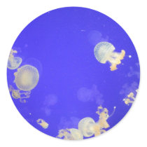 Tiny Jellyfish In Hull Aqua Park stickers