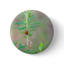 Tiny Lady Beetle buttons