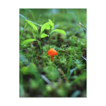 Tiny Orange Mushroom Postcards