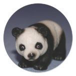 Tiny Panda Stickers