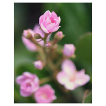 Tiny Pink Custom Flyer
