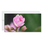 Tiny Pink Personalized Photo Card