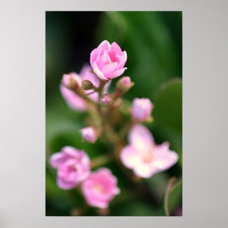 Tiny Pink Posters