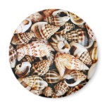 Tiny Pretty Seashells Fridge Magnets