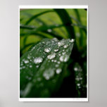 Tiny Puddles posters