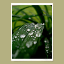 Tiny Puddles posters