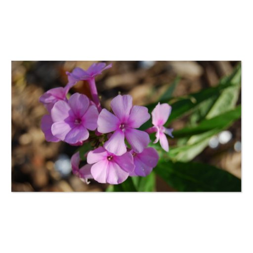 Tiny Purple Flowers - Business Business Cards (front side)