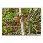 Tiny Red Dragonfly in November Greeting Cards