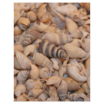 Tiny sea shells flyers