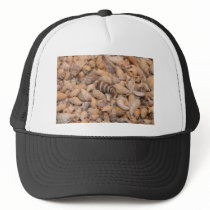 Tiny sea shells hats