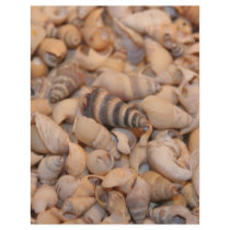 Tiny sea shells letterhead