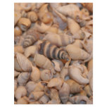 Tiny sea shells customized letterhead