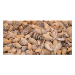 Tiny sea shells personalized photo card