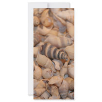 Tiny sea shells rack cards
