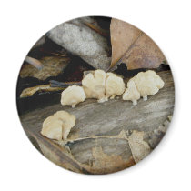 Tiny Shelf Fungus on Log Magnet by CarolsCamera Tiny Shelf Fungus on Log Magnet