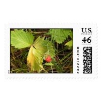 Tiny strawberry stamps