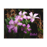 Tiny Treasures Postcard
