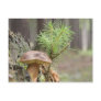 Tiny Wild Mushroom Postcards