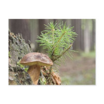 Tiny Wild Mushroom postcards by lifesphere Tiny Wild Mushroom postcards