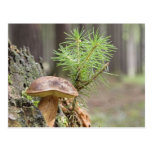 Tiny Wild Mushroom Postcards