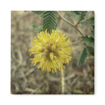 Tiny yellow wildflower. magnets