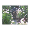 "Tiptoe through the primrose" postcards