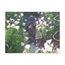 "Tiptoe through the primrose" postcards