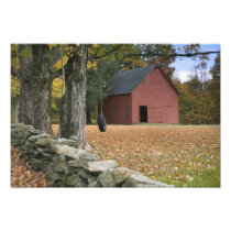 Tire swing along a road in Southern Vermont,