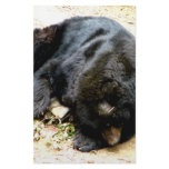 Tired Bear Customized Stationery