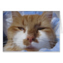 Tired cat cards