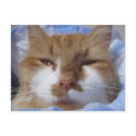 Tired Cat postcards