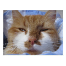 Tired Cat Postcard