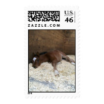 Tired Cooper postage
