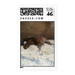 Tired Cooper Postage