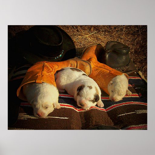 Tired Cowboy Puppies Posters