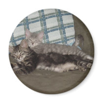 Tired Kitten Magnet by sbachm01 Tired Kitten Magnet