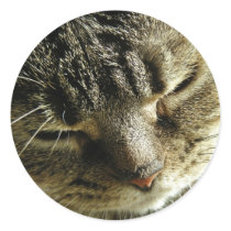 Tired Kitty Round Stickers