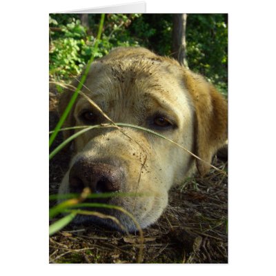 Tired out greeting cards by Rainmountain