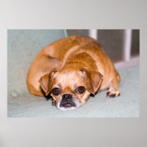 Tired pug. posters