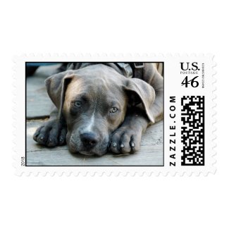 Tired Puppy Postage Stamps stamp