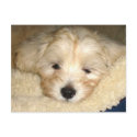 Tired Puppy postcards by reddaisydesigns Tired Puppy postcards