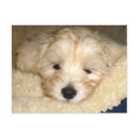 Tired Puppy Postcard