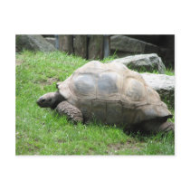 Tired Tortoise postcards