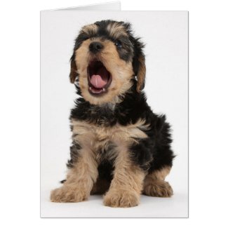 Tired Yorkshire Terrier Puppy Card