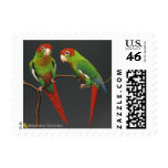 Tiriba-rodocefala Stamp