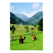 Tirol Llamas posters